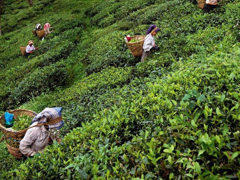 Dsd Bomzon Homestay Darjeeling  Exterior foto